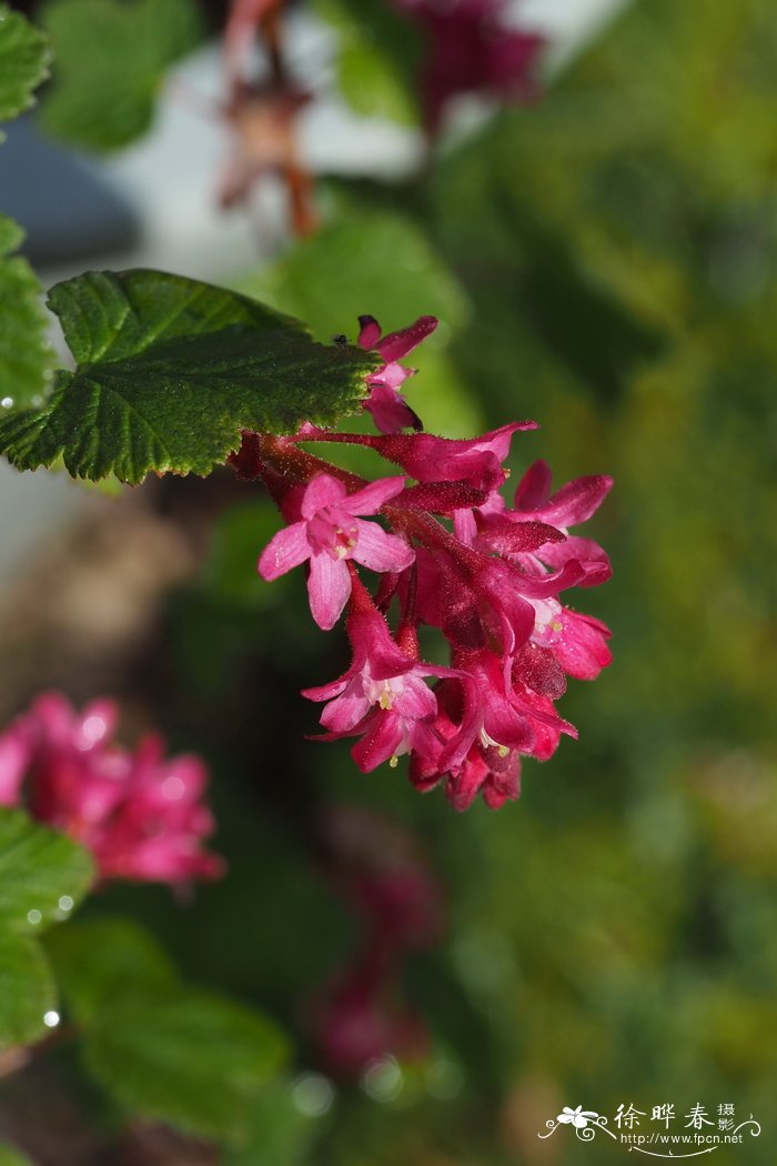 迎春花的花语是什么