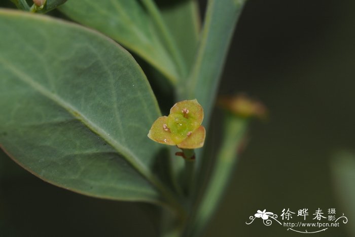 一年生草本植物