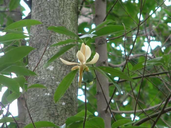 四川紫薇批发