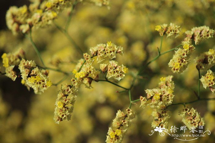 向日葵什么季节