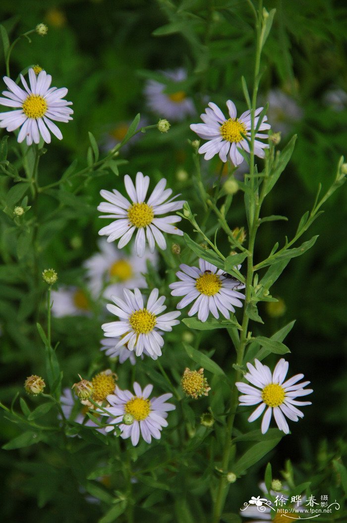 爱情花是什么花