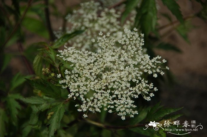 多肉开花