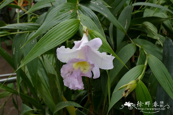 桂花苗价格