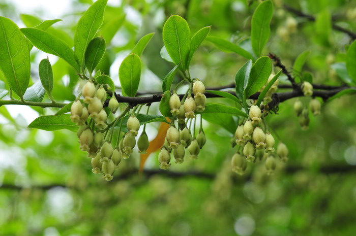 蝴蝶兰花的样子