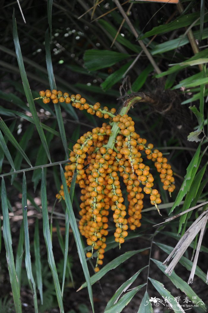 杨兰花的寓意