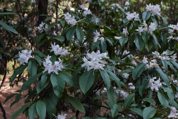 松叶菊