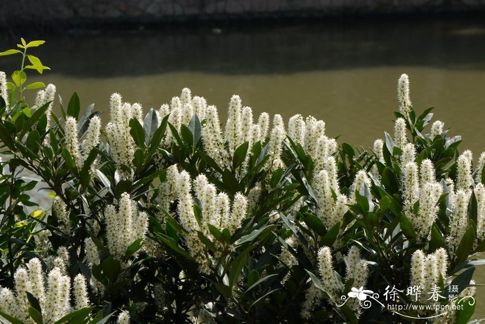 黄豆芽的生长过程