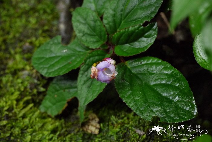 花的照片