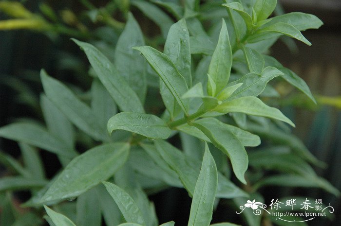 睡莲种子的种植方法水培