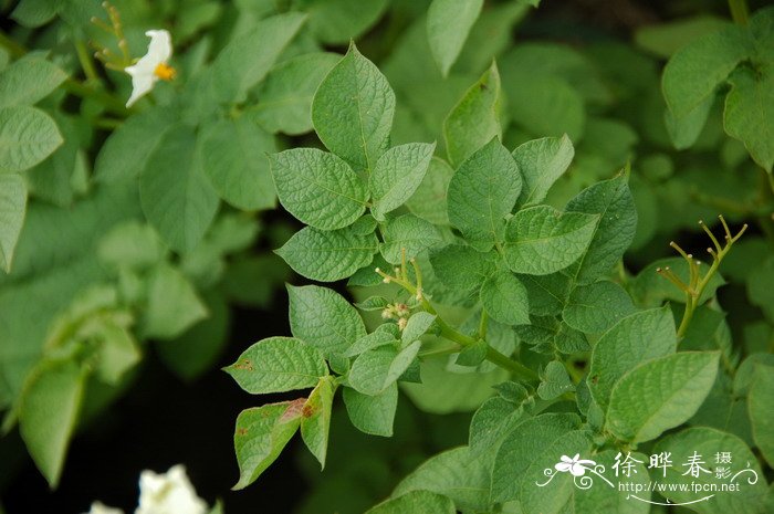 适合在室内养的花有哪些