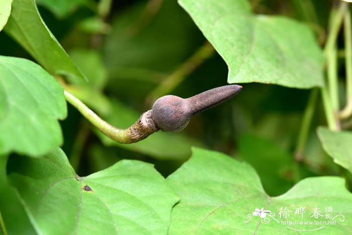 种一亩迷迭香的成本