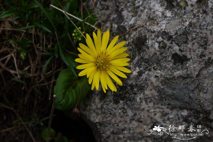 中秋节水果拼盘