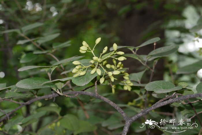 西安鲜花预订