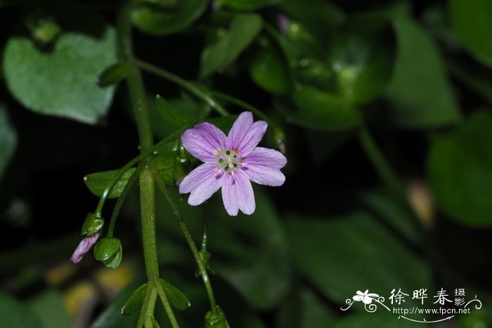 水里放什么可以让鲜花保鲜