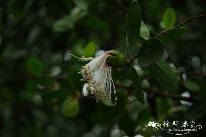 玫瑰鲜花图片大全大图