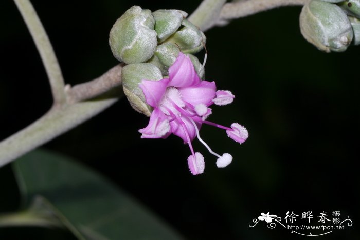 栀子花什么时候换盆最好