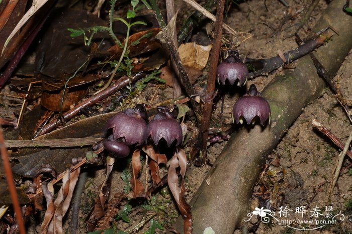 苔藓最快繁殖方法