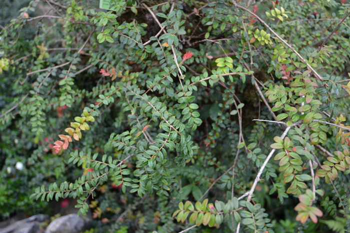 风信子花香有毒吗