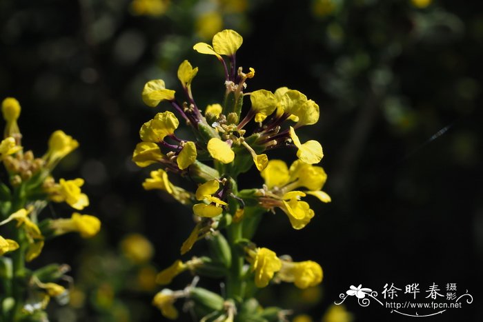 干花菇价格