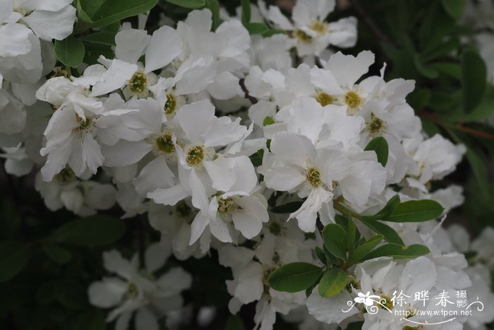 长寿花怎么浇水