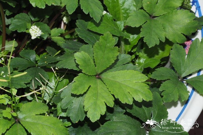 桂花苗木价格