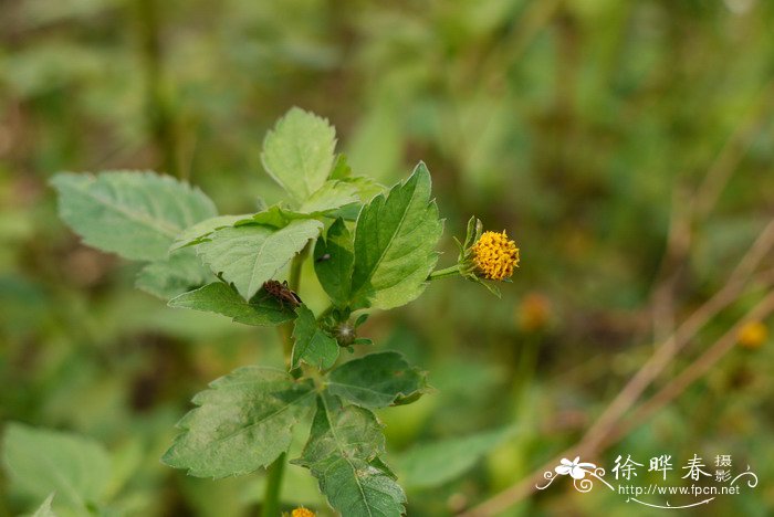 刺儿菜图片