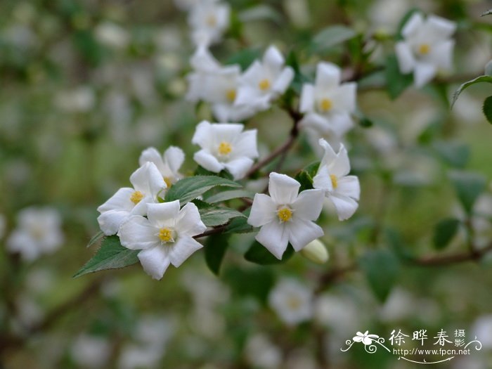 花椒图片