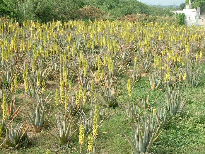 夏黑葡萄苗