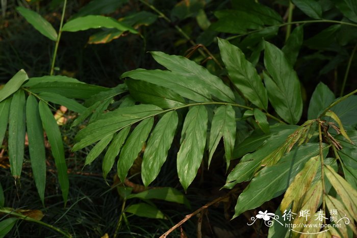 爱情花是什么花