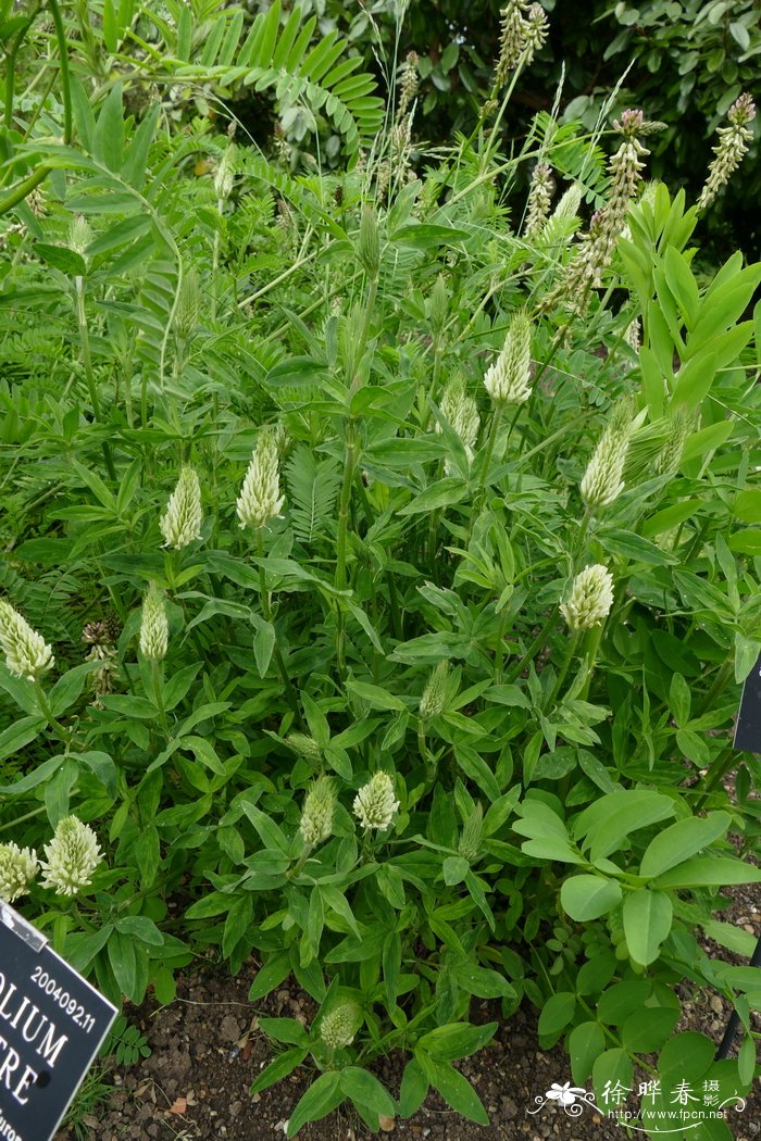 菊花有几种颜色