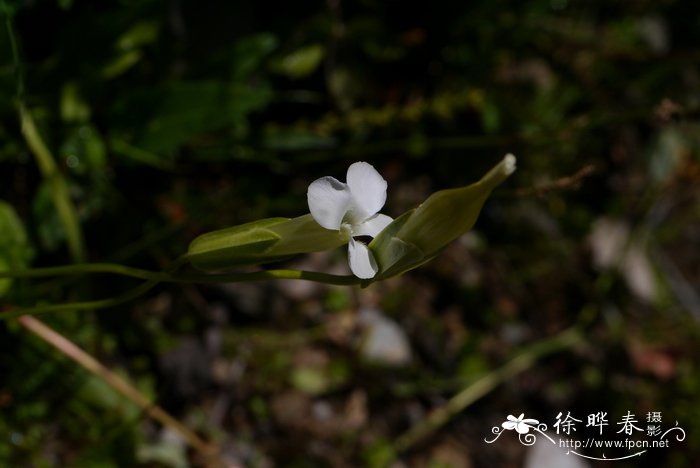 海棠花苗价格