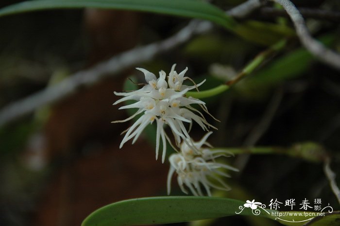 植物的进化