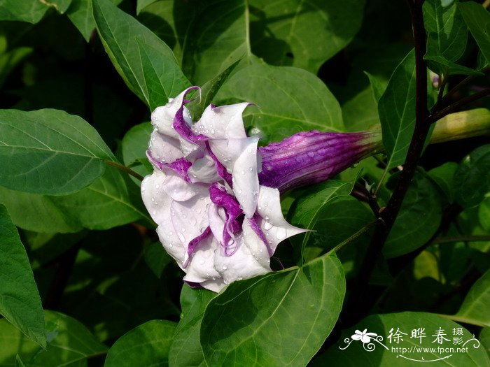 福建山樱花