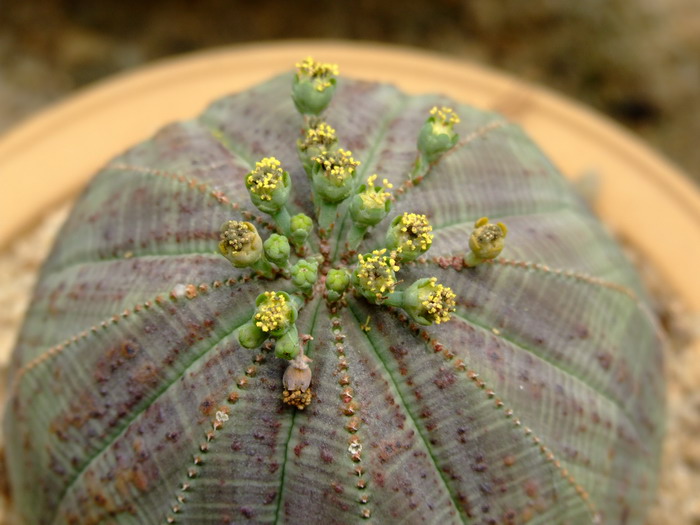 水仙花是什么季节开放的