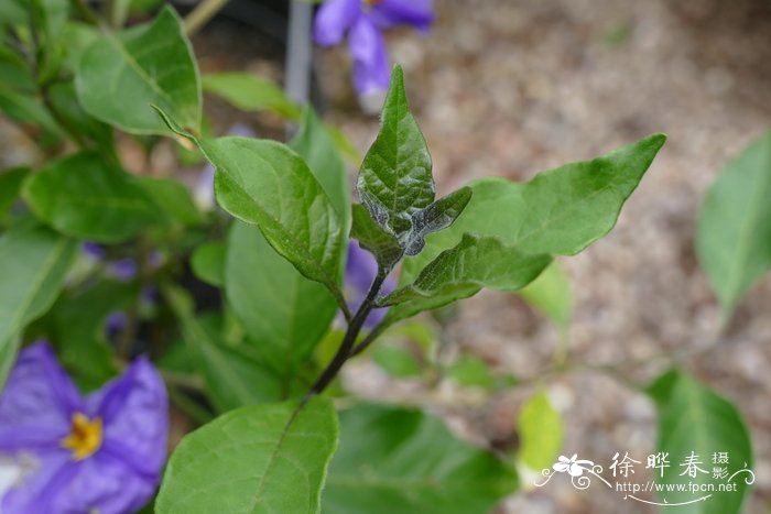 含羞草会开花吗