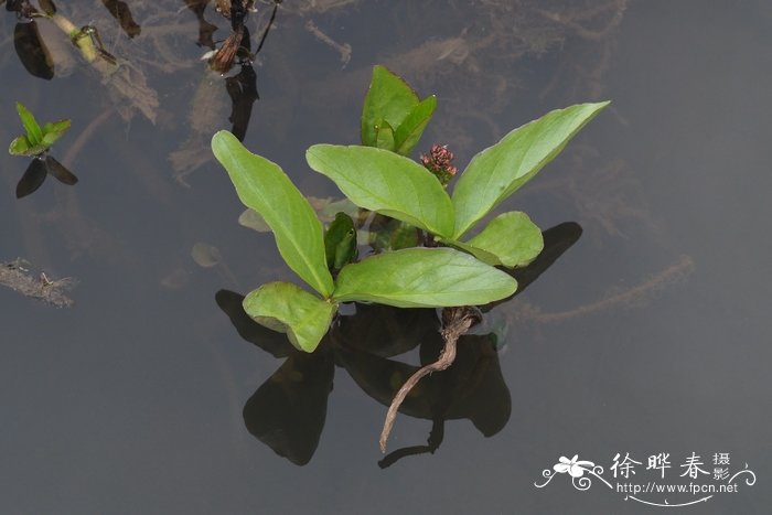 老鹳草图片