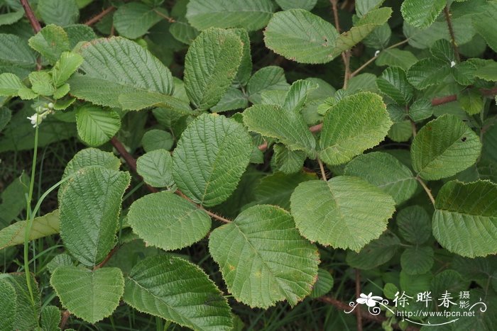 桂花树种植