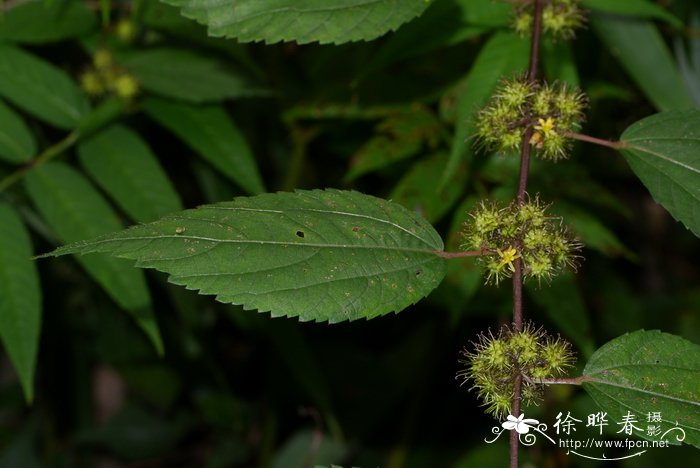 波斯菊种植方法