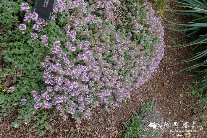 木芙蓉花图片