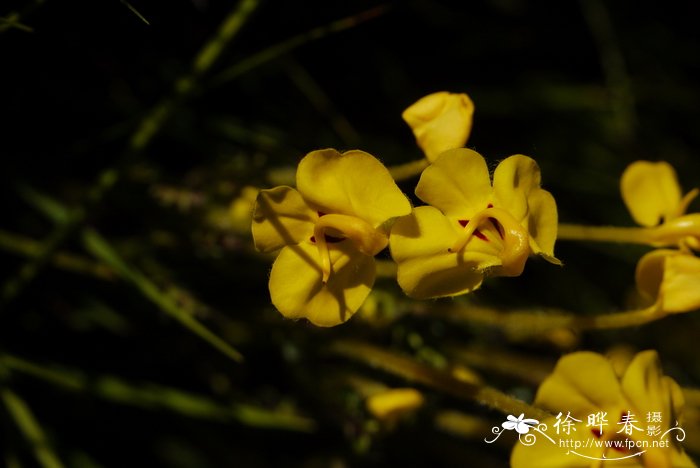 四季红山茶花