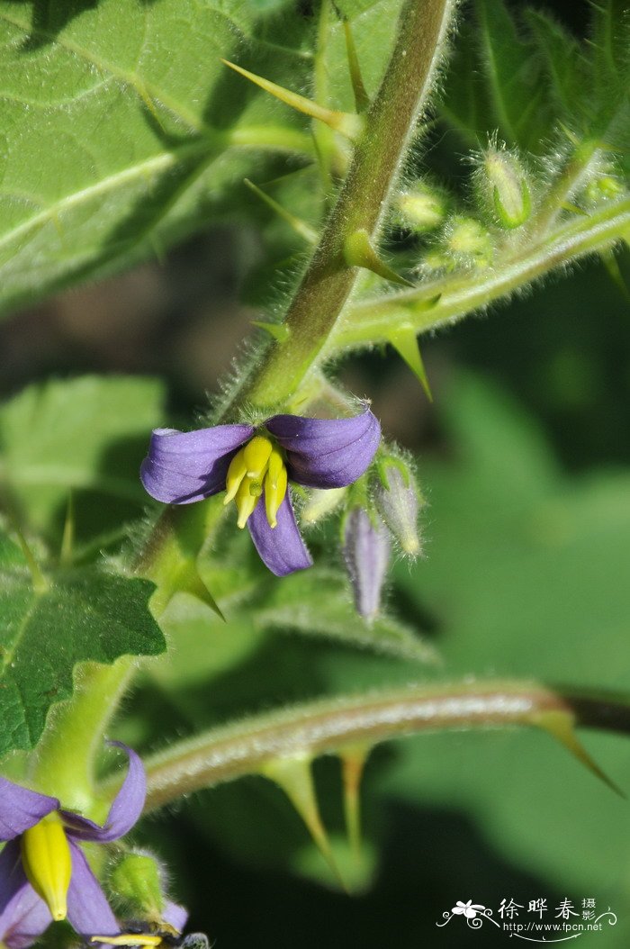 黑金刚花