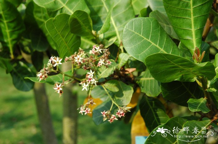 含羞草的花语