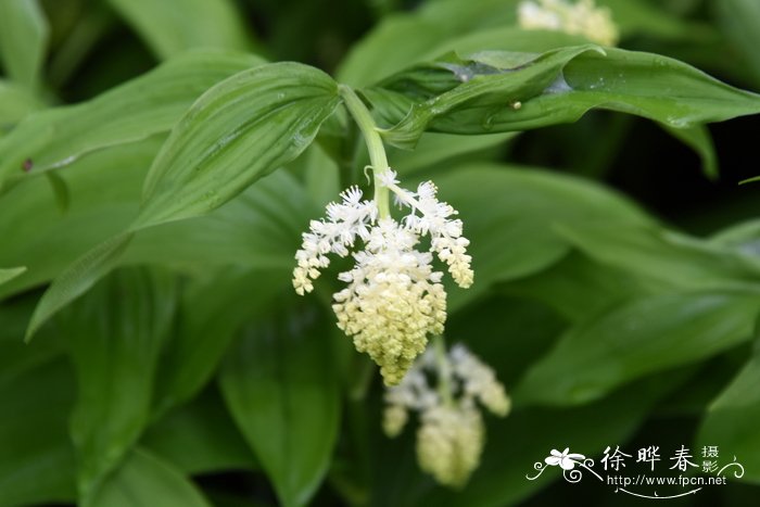 沙糖桔种植技术