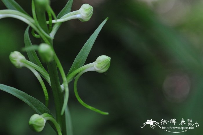 水仙花生长过程记录