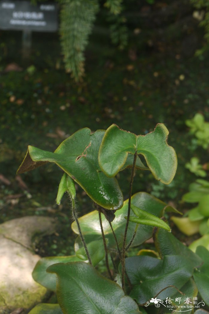 苹果 季节