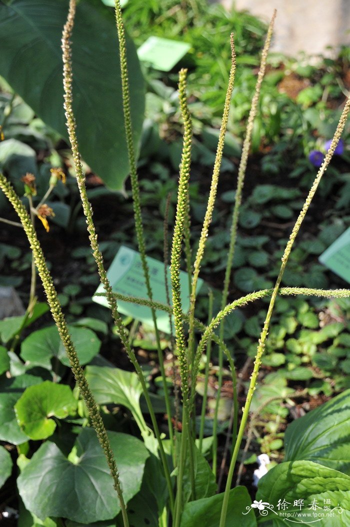 桂花苗木价格