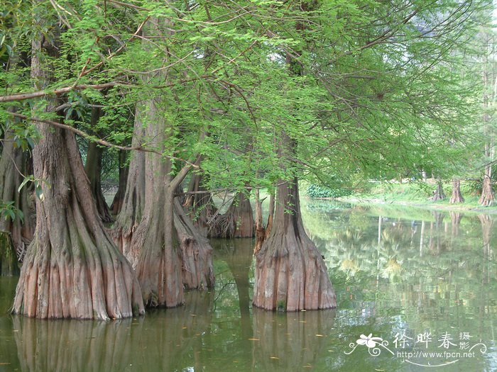 榉树种植基地