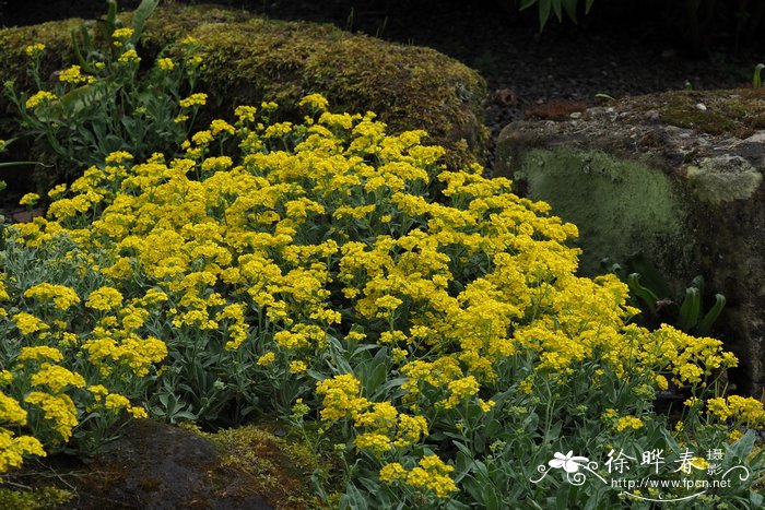 水仙花风水