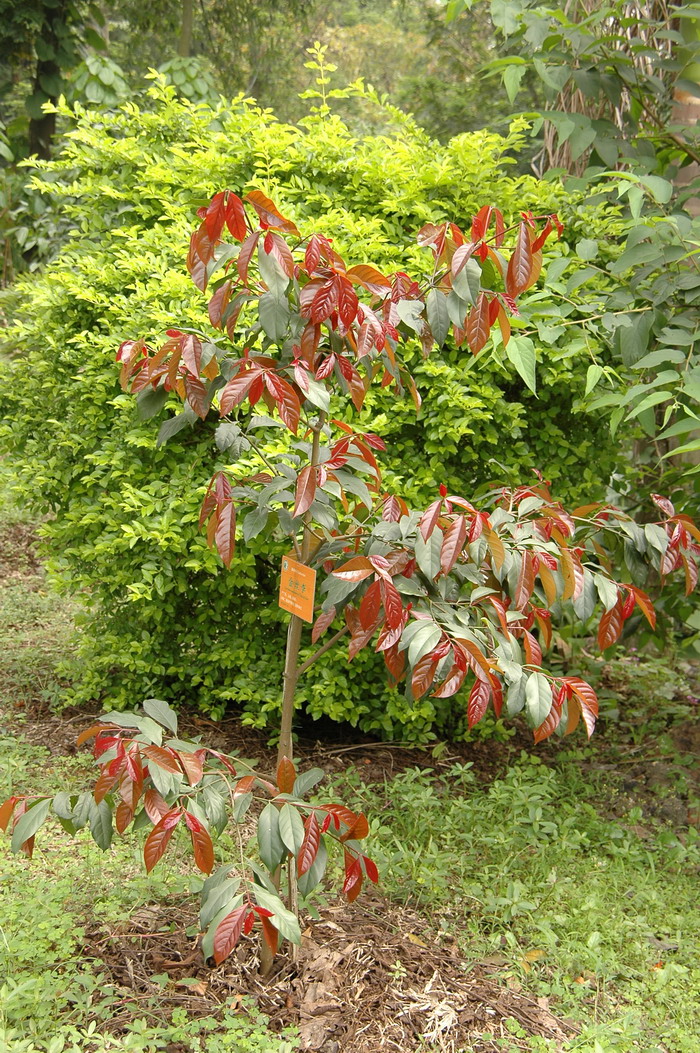 玉兰花什么季节开花