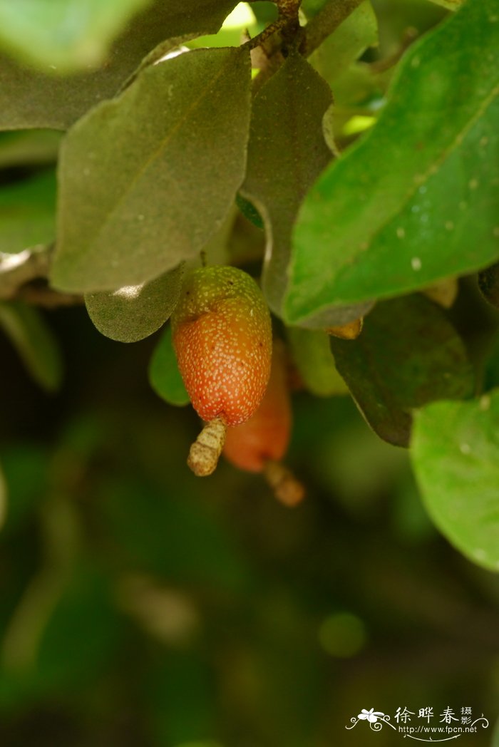 丛生桂花树价格